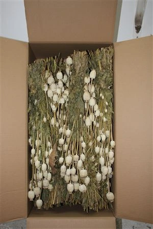 Poppies ( Papaver ), sušené • 60 cm