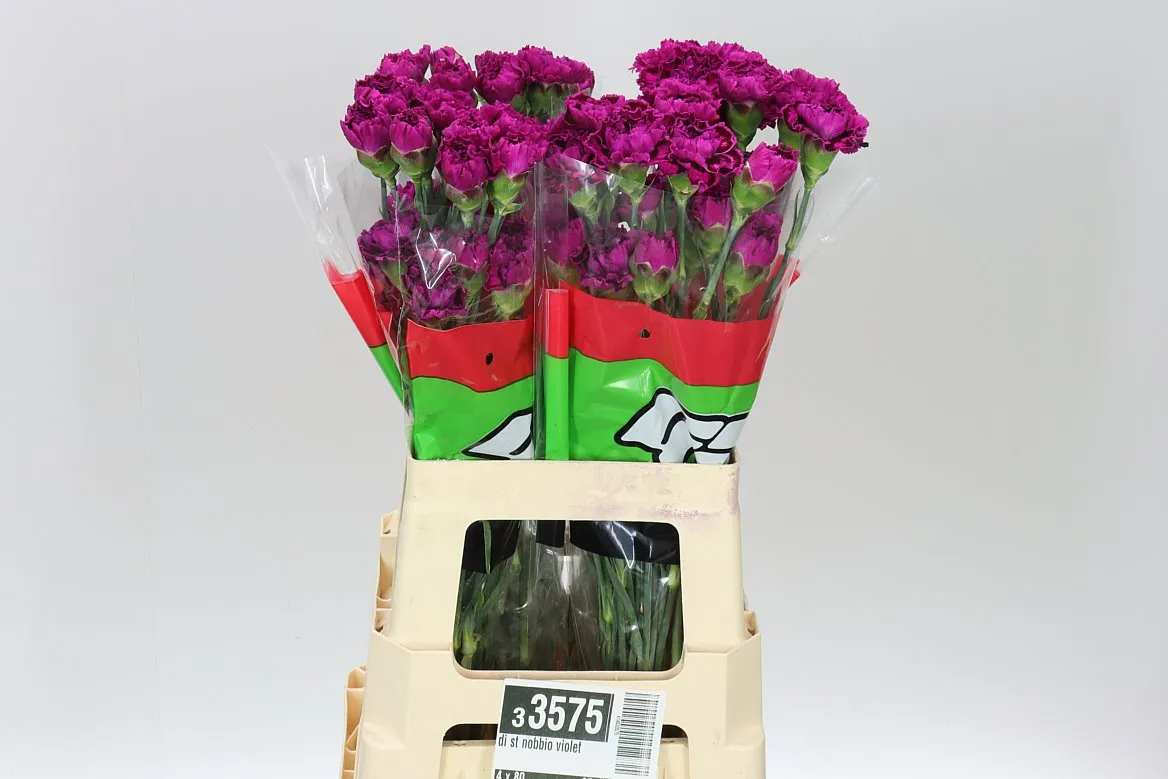 Di St Nobbio Violet • 65 cm
