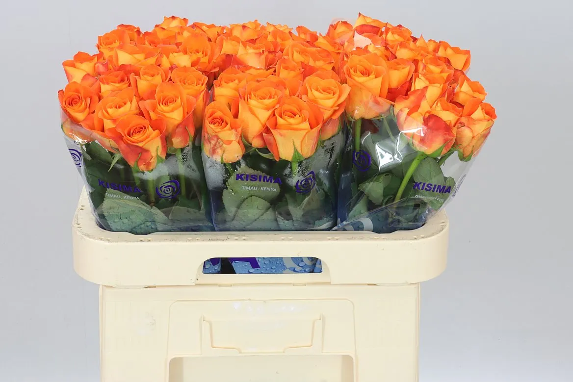 Rosa Gr Sawa • 60 cm