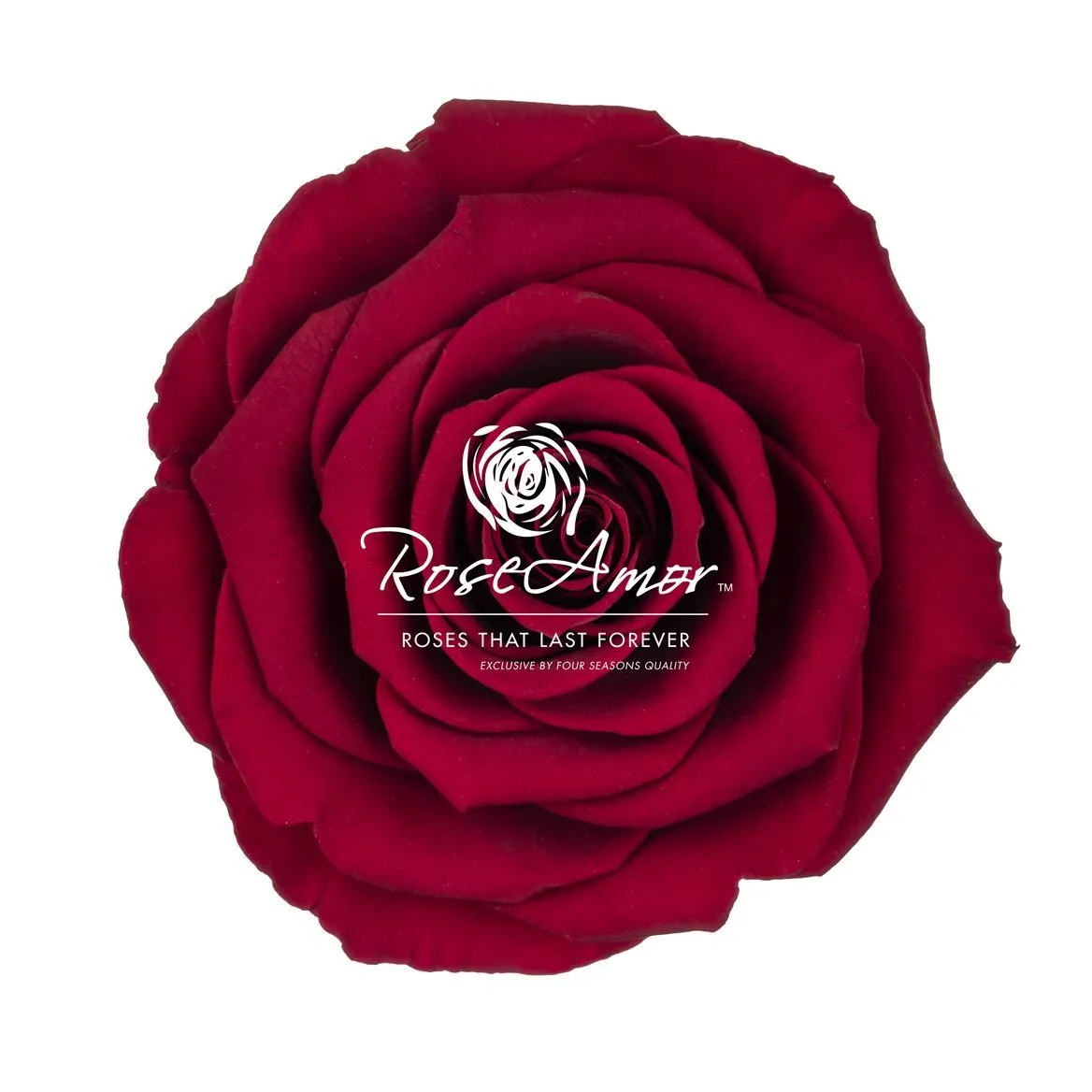 Stabilizovaná ruža Bella ⌀ 7 cm, červená RED01