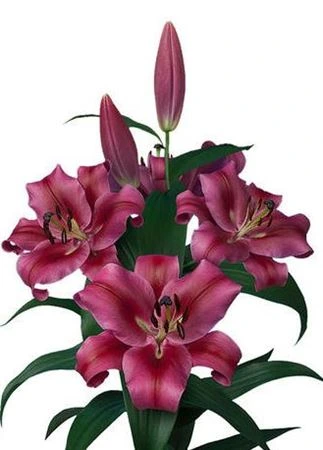 Ľalia orientálna Dark Pink Ex • 110 cm