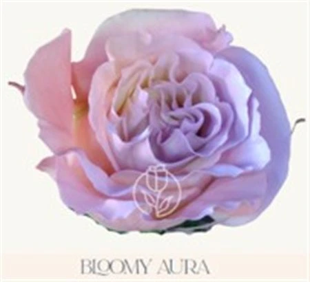 Ruža farbená Bloomy Aura, Ekvádor • 50 cm