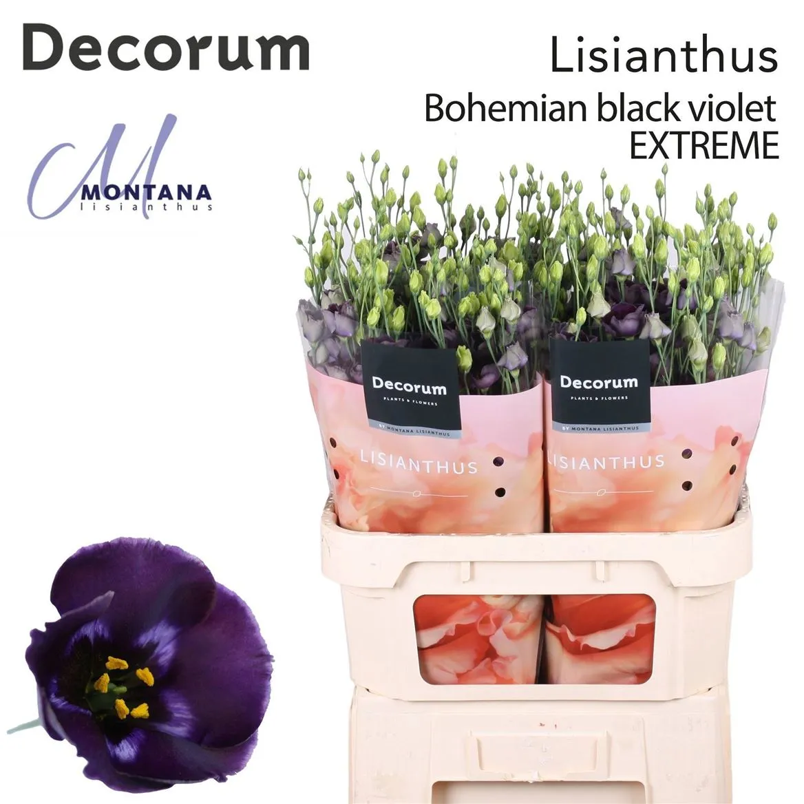 Eust E Bohemian Black Violet • 90 cm