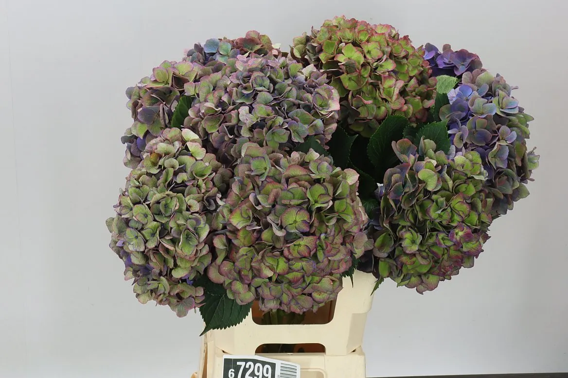 Hortenzia Opera Classic • 65 cm