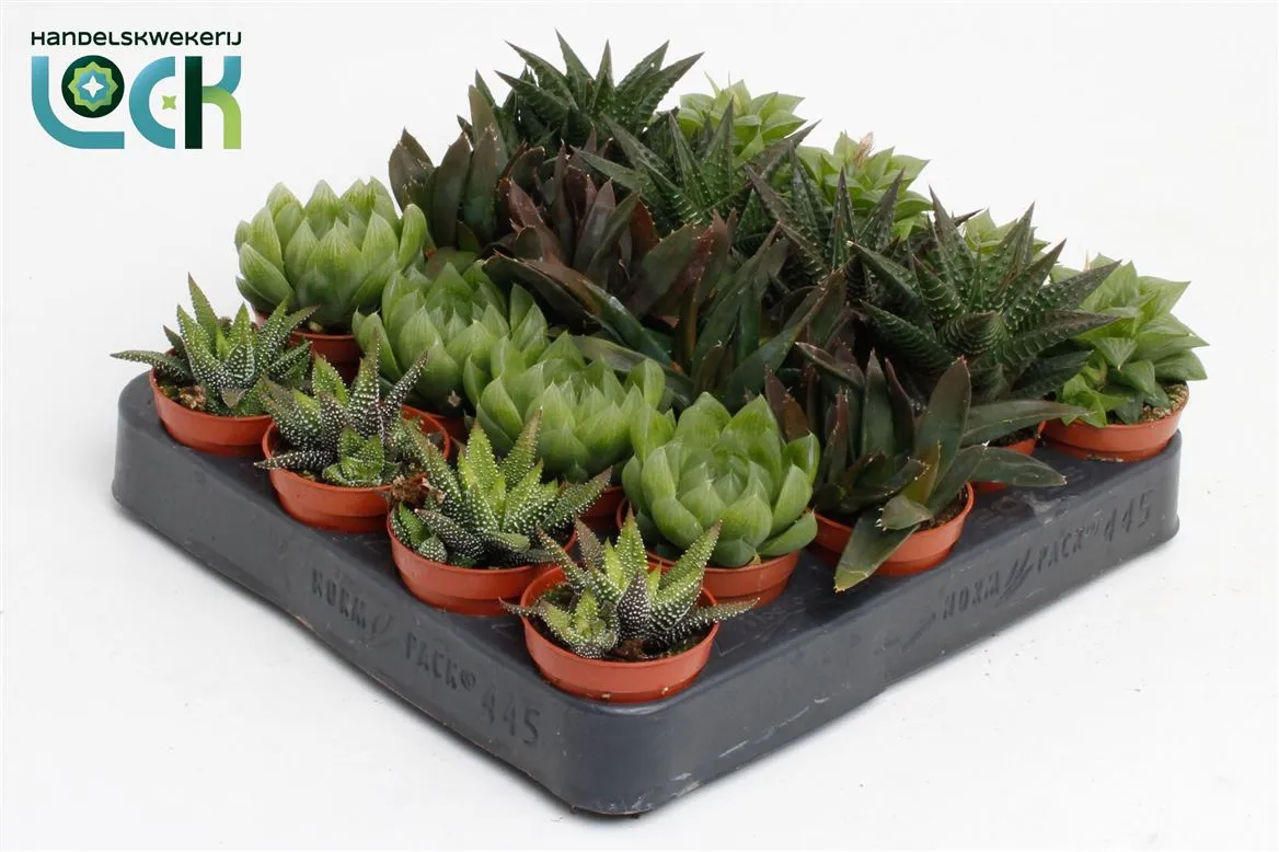 Haworthia Mix • črepník 5,5 cm