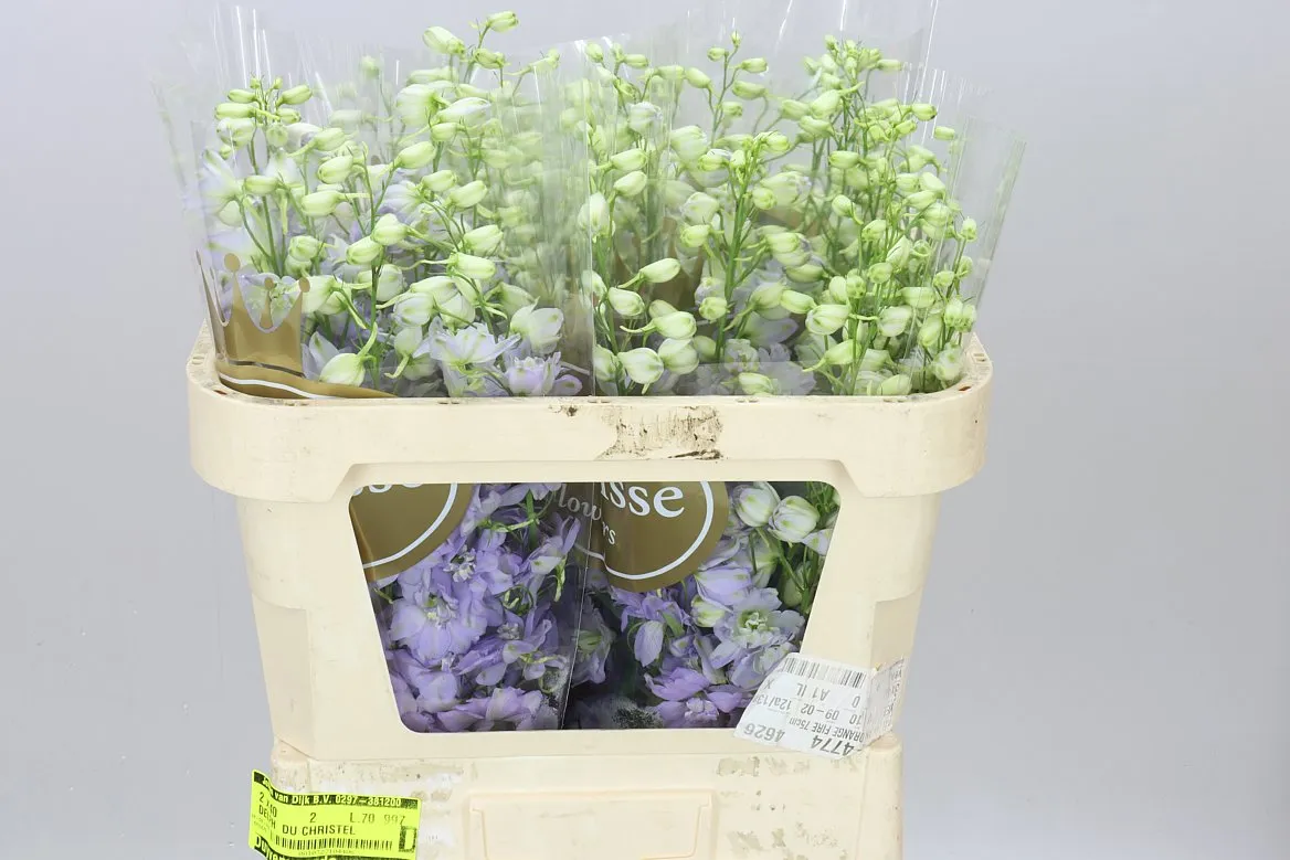 Stračonôžka Elatum Dewi Impressive • 70 cm
