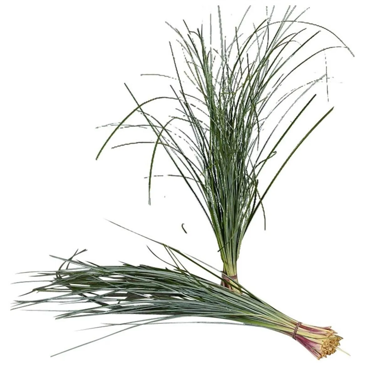 Beargrass • 75 cm