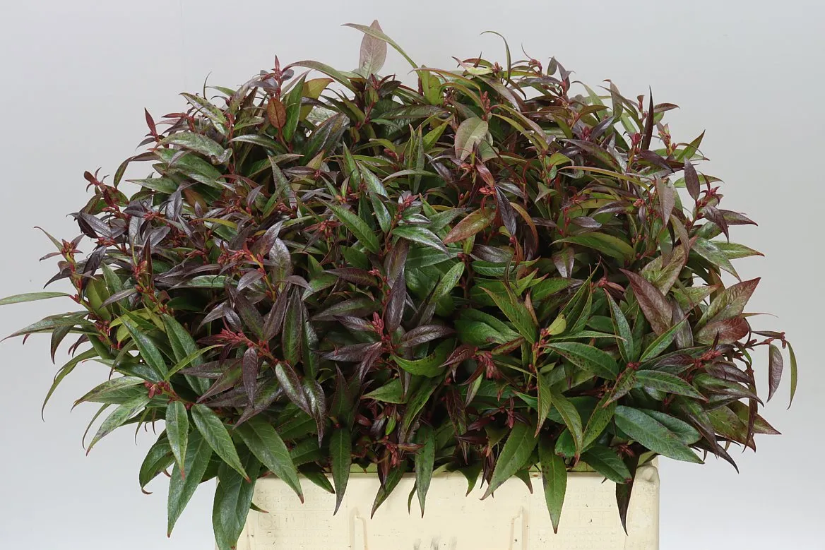 Leucothoe Rainbow 060cm • 60 cm