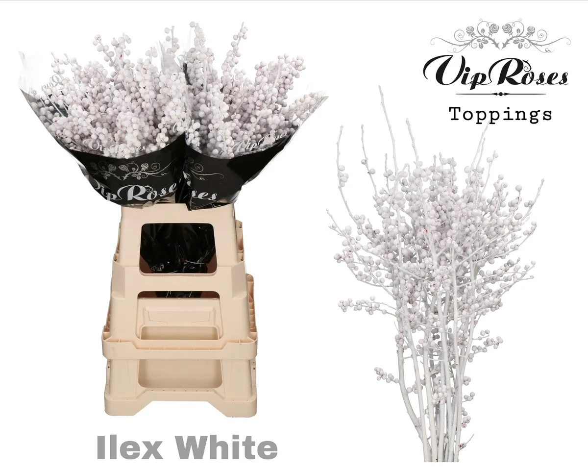Ilex White 70 Cm • 70 cm