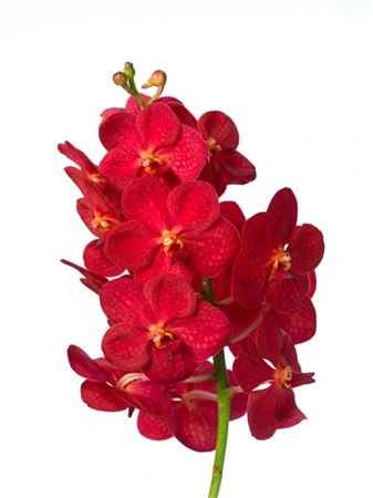 Orchidea Vanda Red Magic