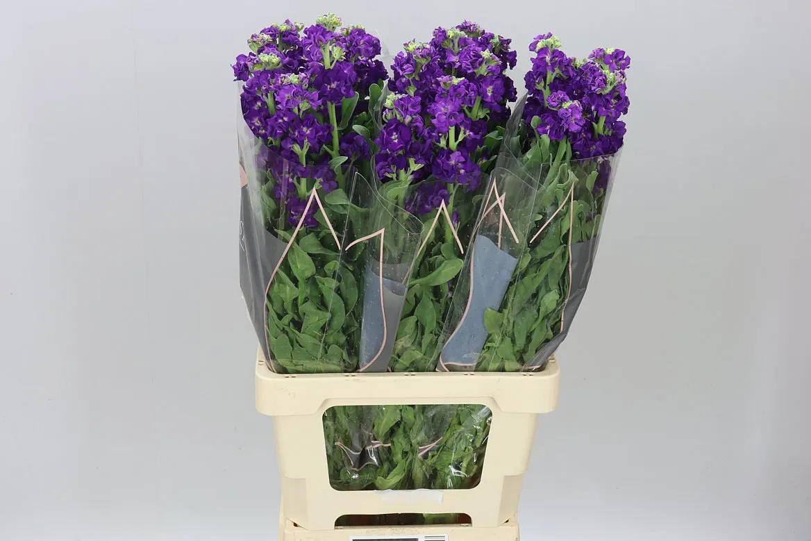 Matthiola Purple It. Imp • 70 cm