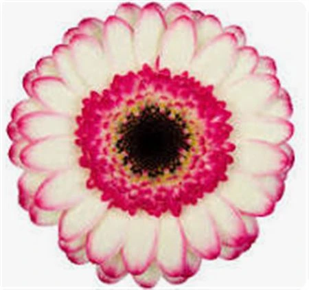 Germini Happy Hour • 45 cm