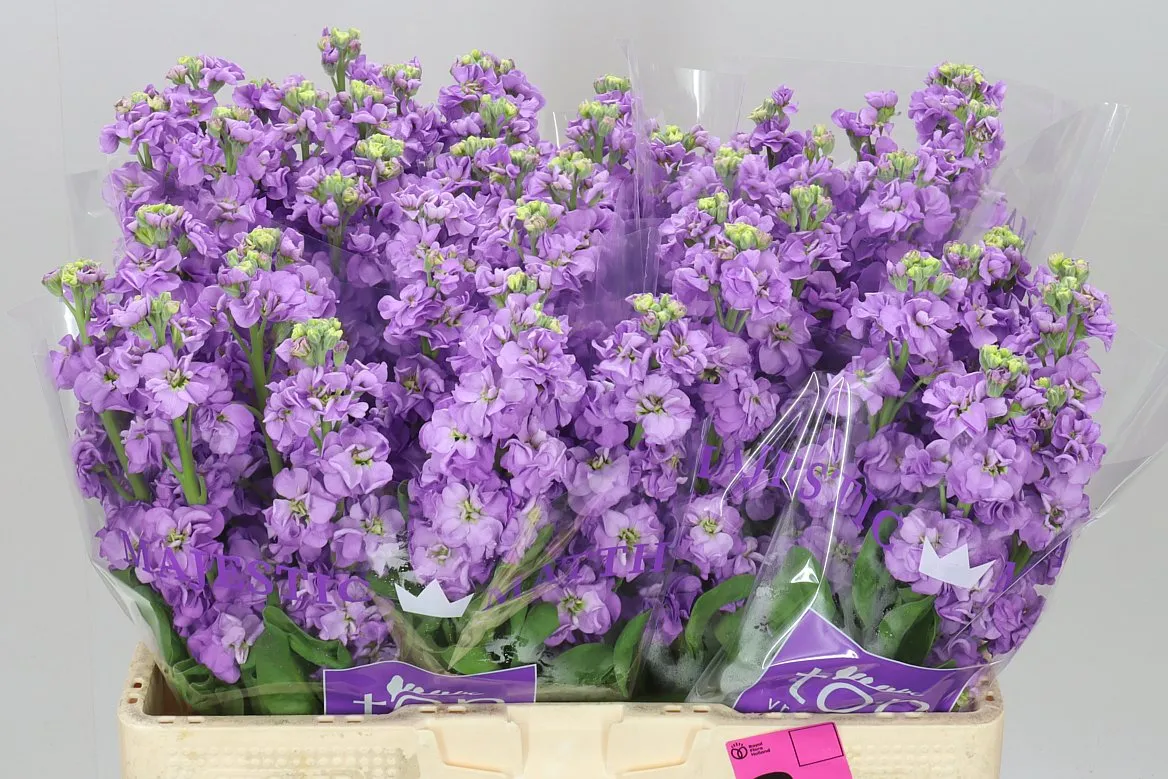 Matthiola Lavender • 56 cm