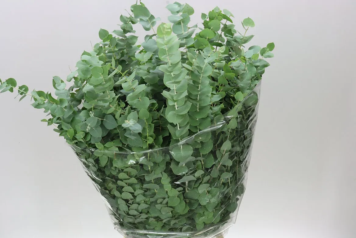 Eukalyptus Stuartiana • 70 cm