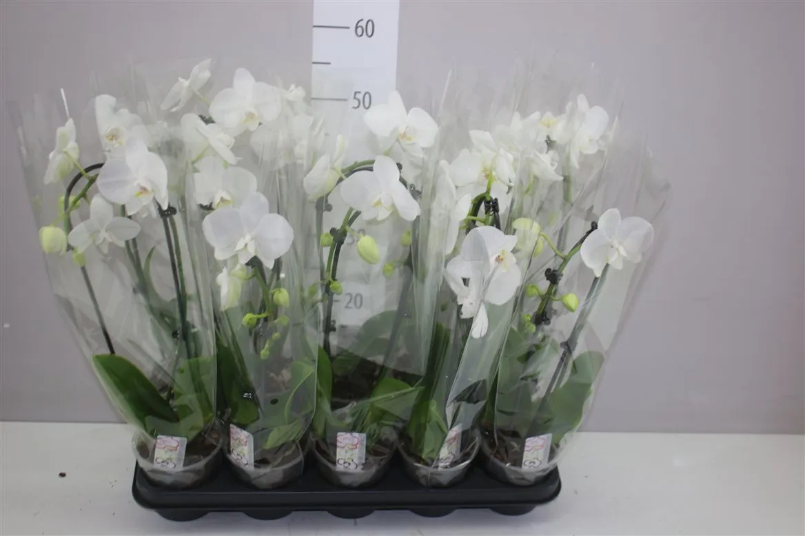 Phal Cascade Wit 1 Tak 6+ • črepník 12 cm