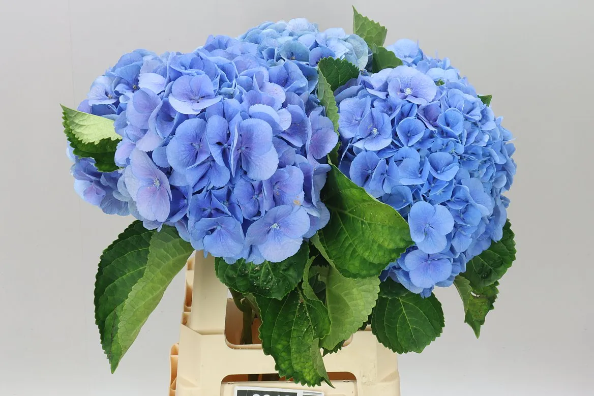 Hyd Mammoet Blue • 65 cm