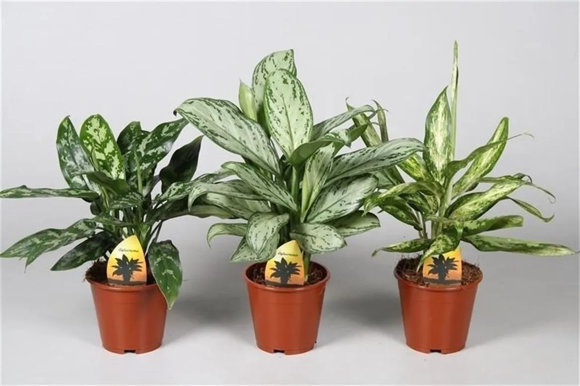 Aglaonema mix • črepník 12 cm
