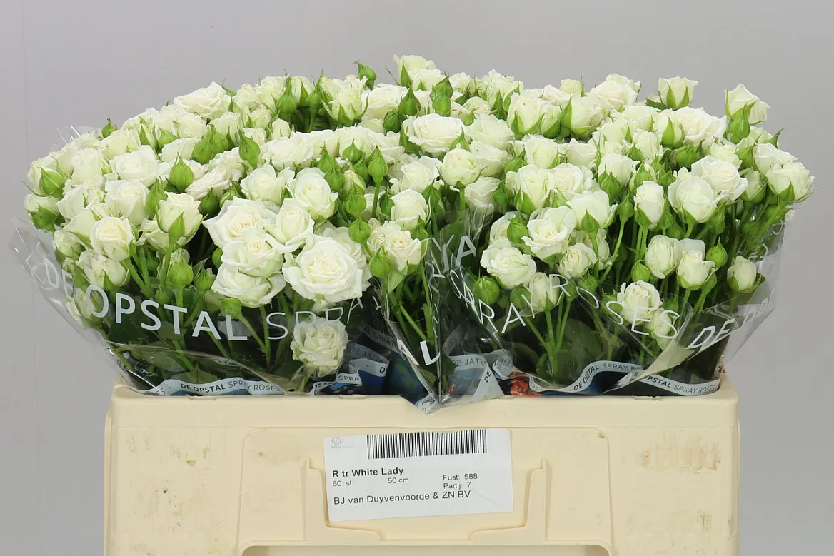 Rosa Tr White Lady • 50 cm