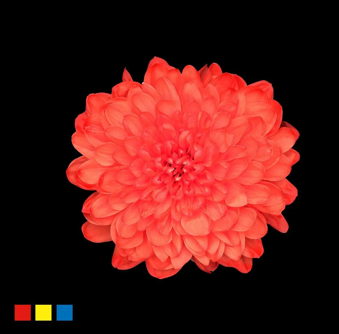 Chryzantéma trsová Altaj Pink • 70 cm