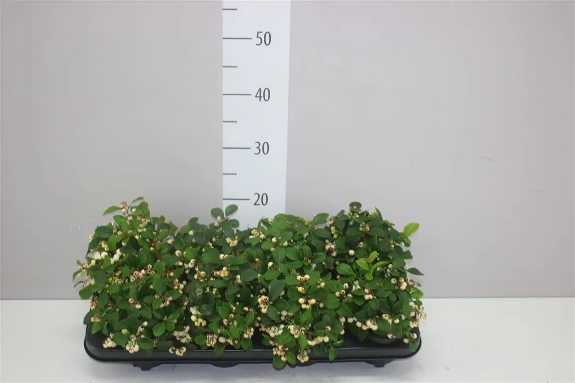 Gaultheria Pro Ciao Bella White • črepník 12 cm