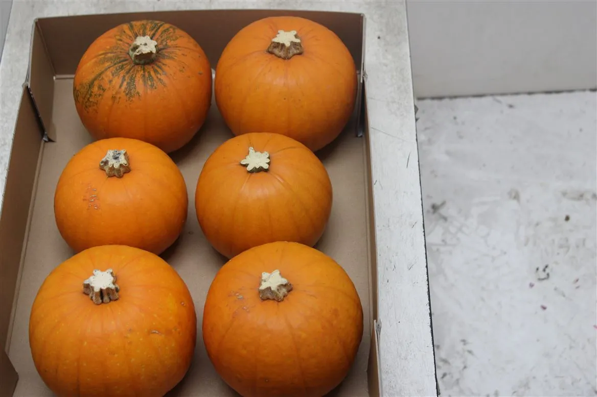 Okrasná tekvica Maxima Halloween