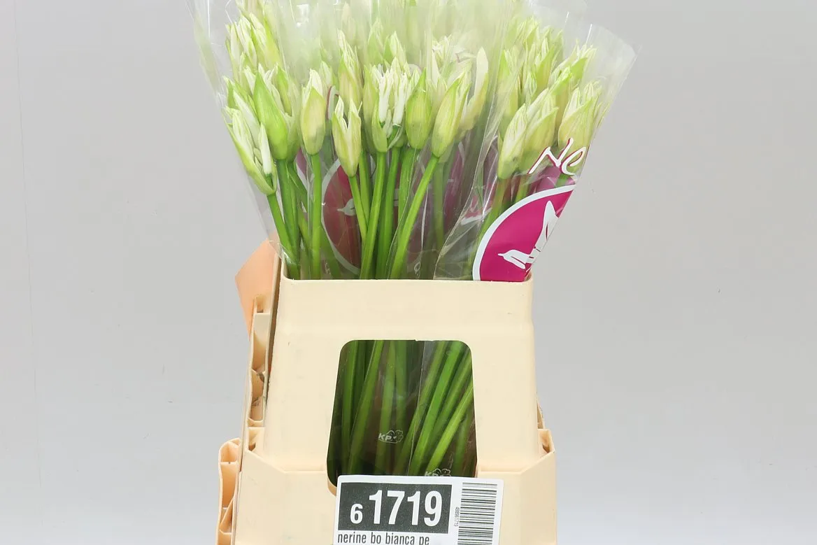 Nerine Bo Bianca Perla • 55 cm