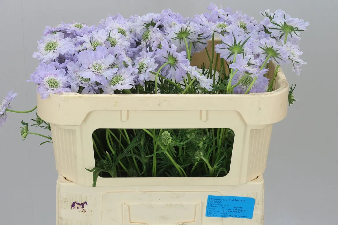 Scabiosa C Jisca • 65 cm