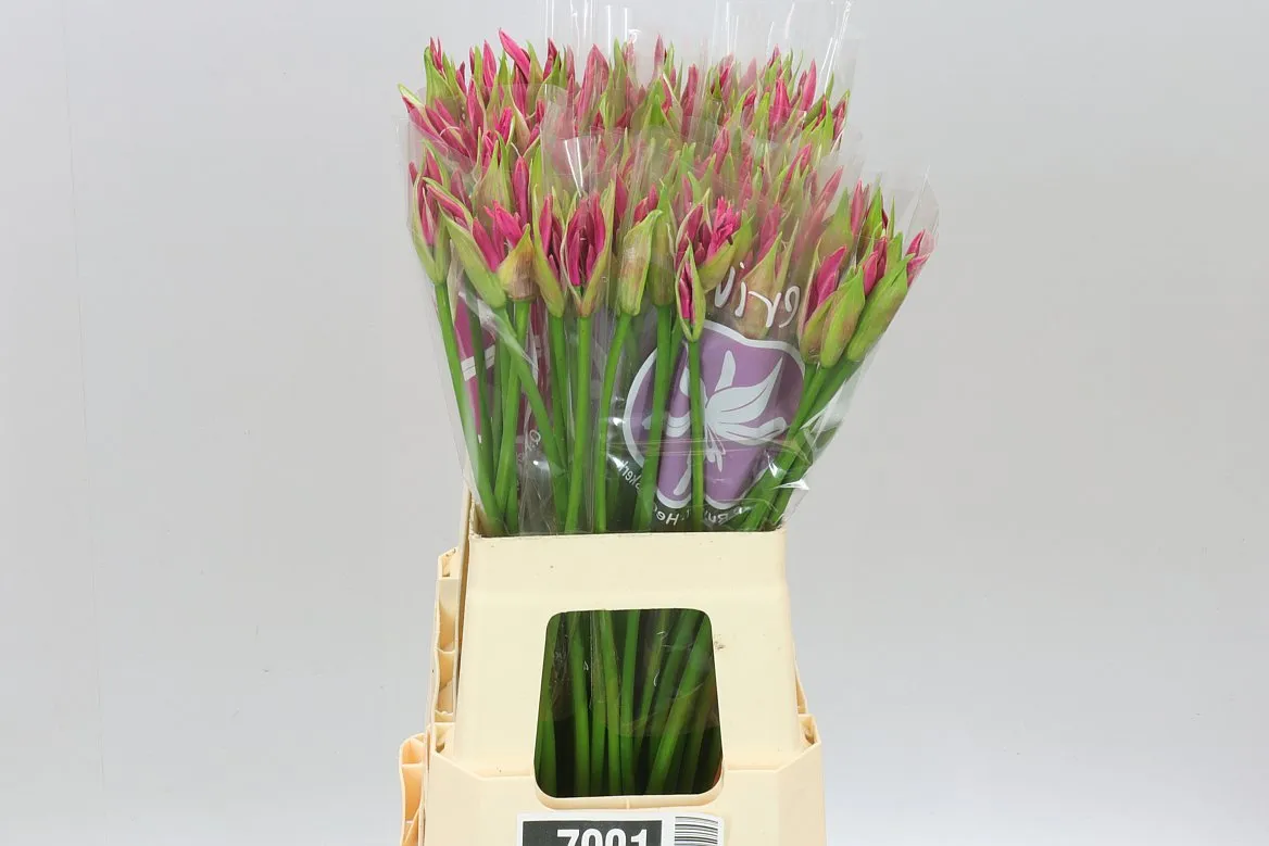 Nerine Bo Bas Van Roon • 60 cm