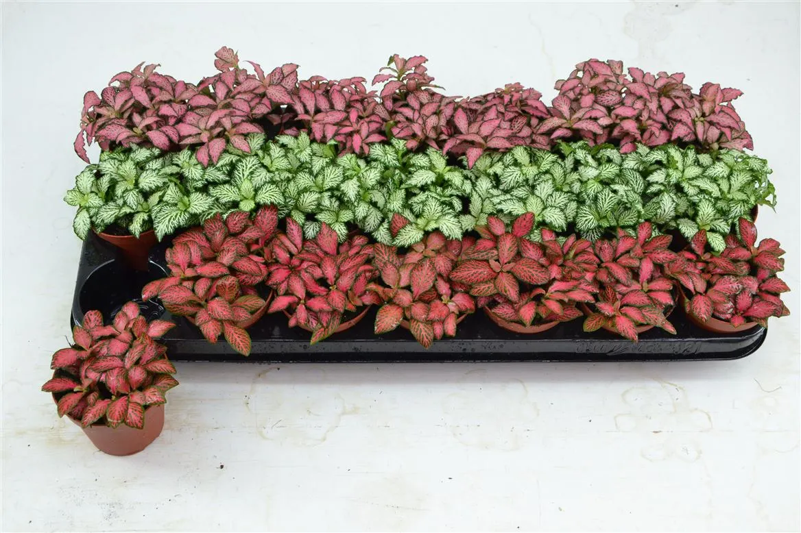 Fittonia mix • črepník 8,5 cm