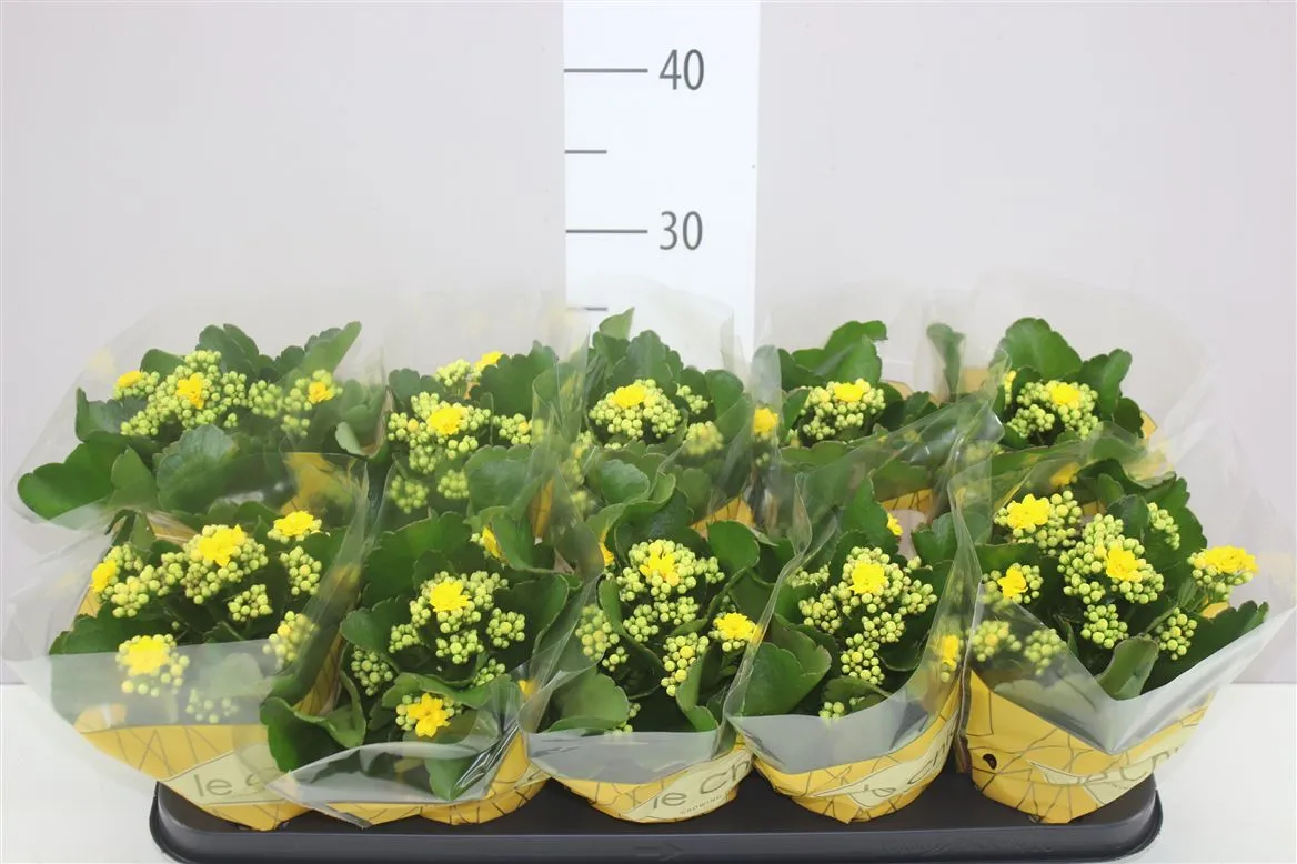 Kalanchoe Rosalina Geel • črepník 10,5 cm