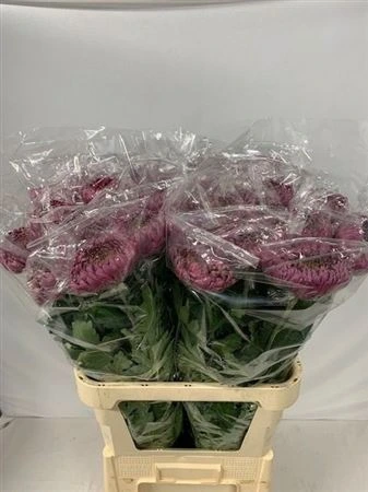 Chryzantéma veľkokvetá Bislet Purple • 85 cm