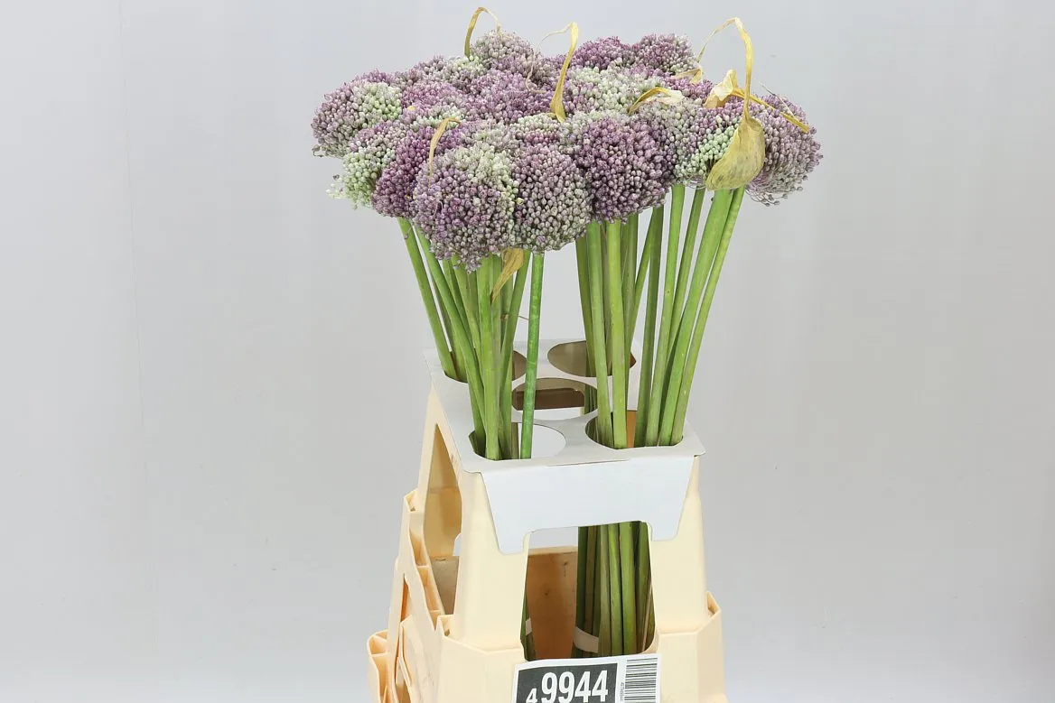 Allium Mrs Bouquet • 65 cm