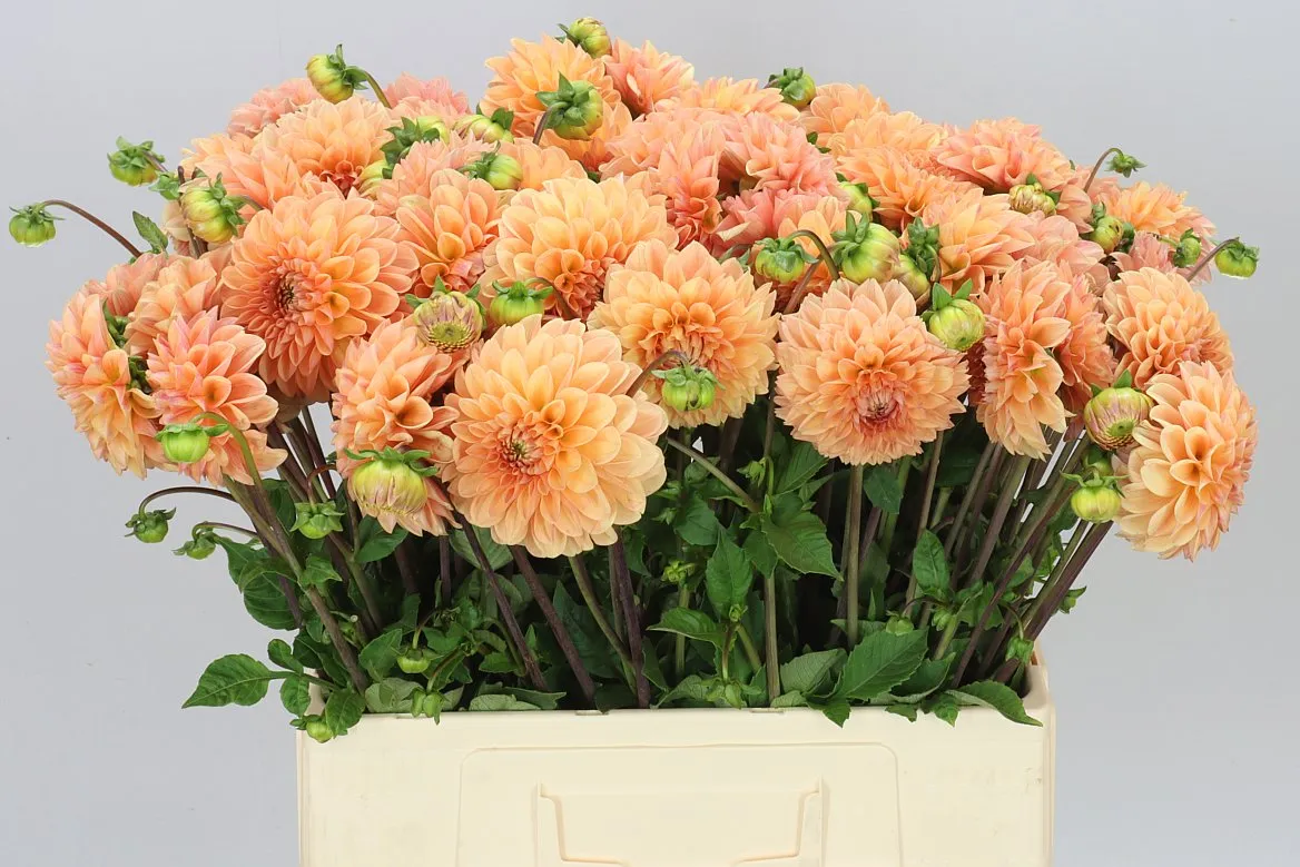 Dahlia Mandarin Baby • 55 cm