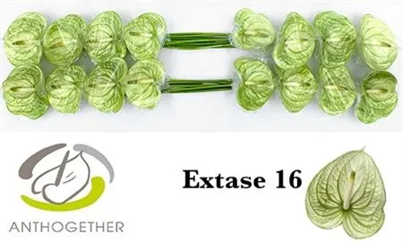 Anth Extase