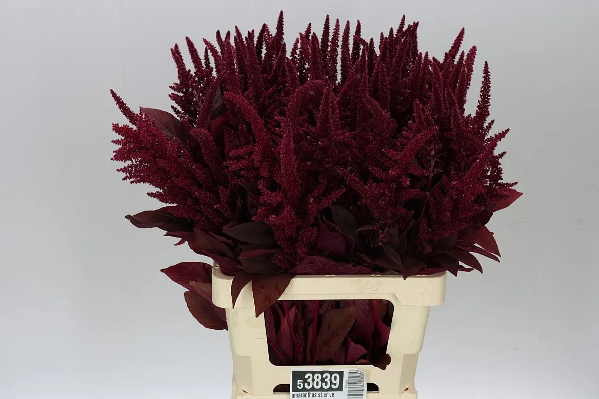 Amarant Cr Velvet • 70 cm