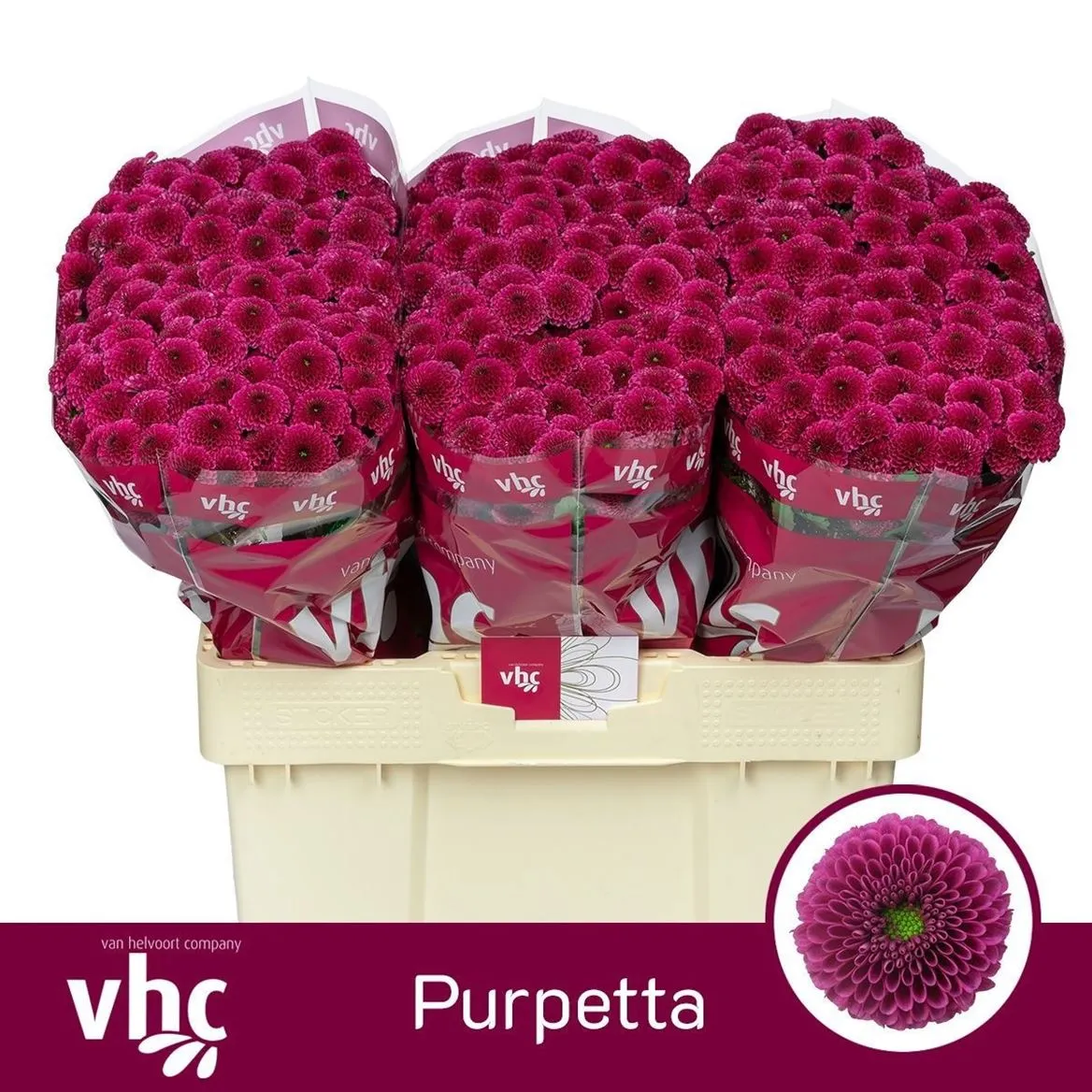 Sant Purpetta • 55 cm