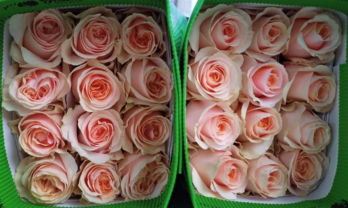 Rosa Gr Ec Felicity • 60 cm