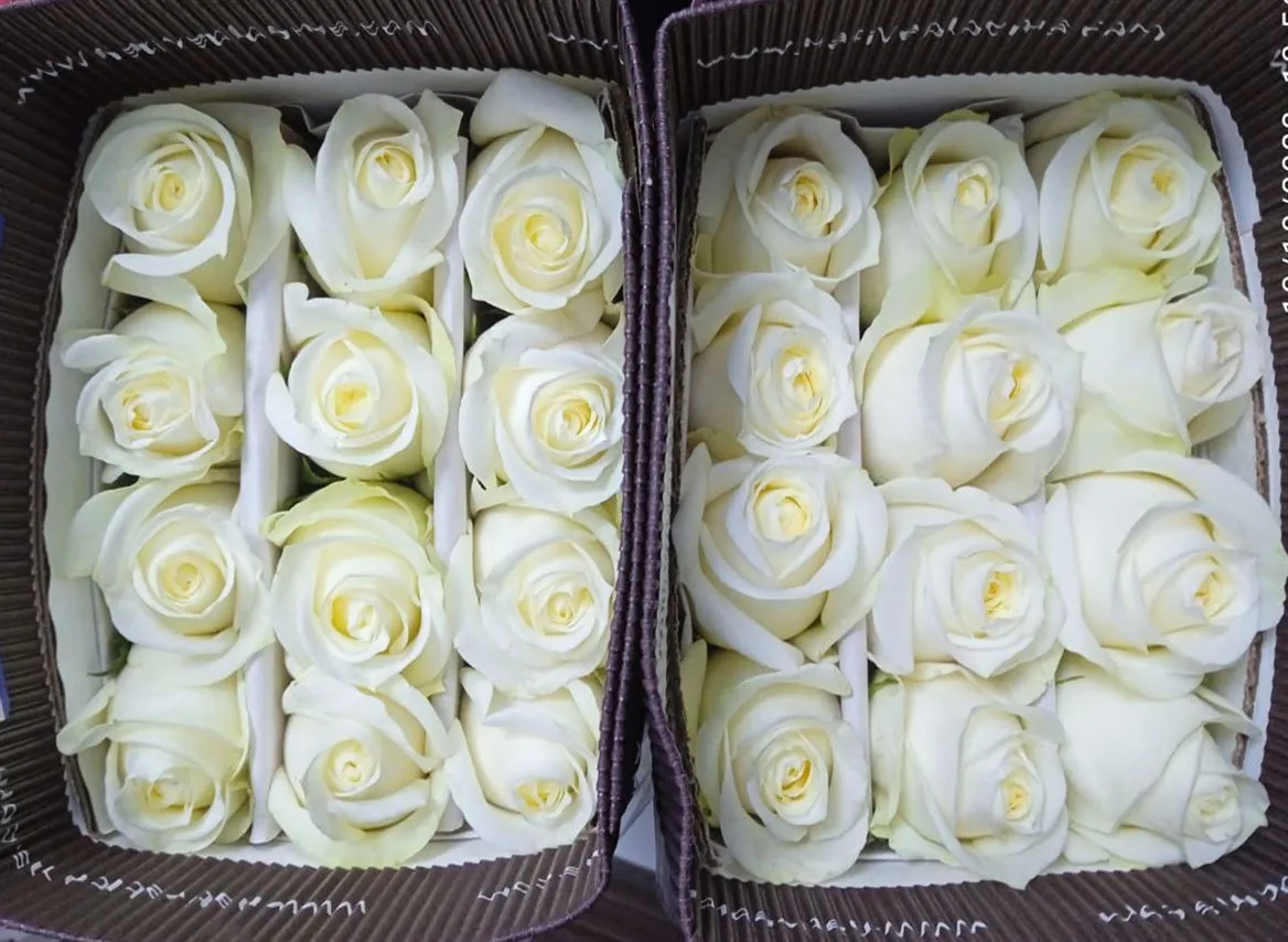 Rosa Gr Ec Polo • 50 cm