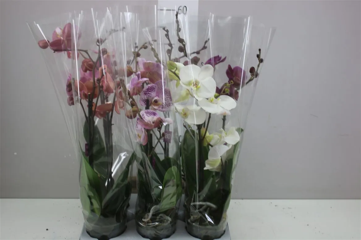 Orchidea Phalaenopsis Bo mix, 2 výhony • črepník 12 cm