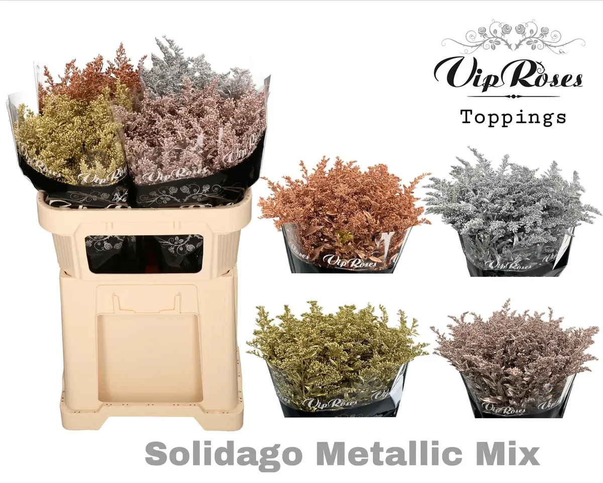 Solidago Metallic mix • 70 cm