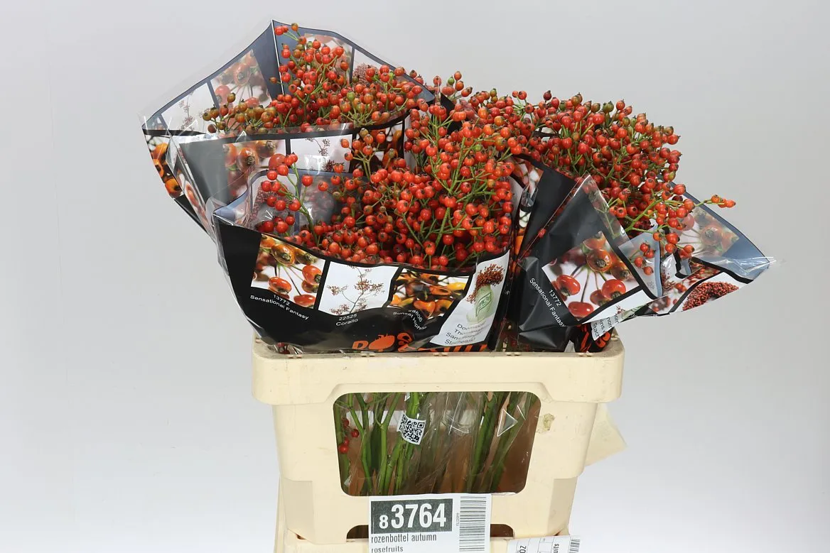 Rozenbottel Autumn Rosefruits • 60 cm