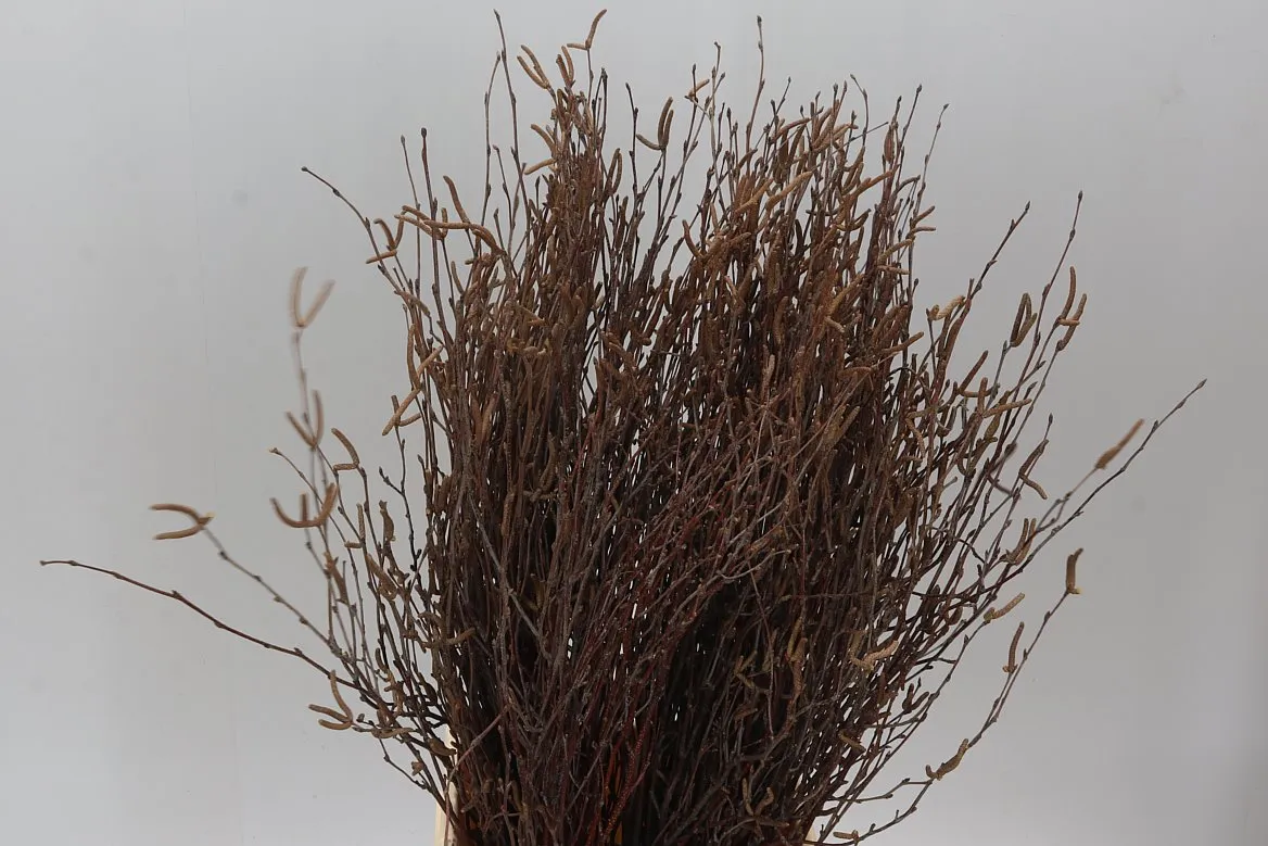 Breza Naturel • 70 cm