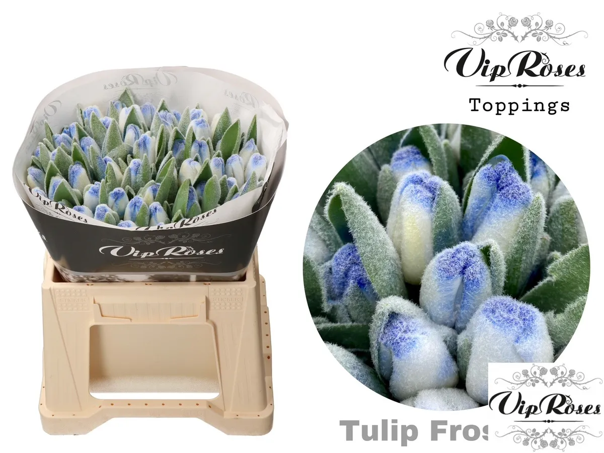 Tulipán jednoduchý A Frost Blue • 40 cm