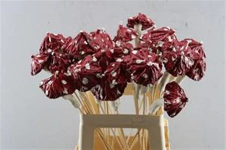 Mushroom Glans Red, sušené • 65 cm