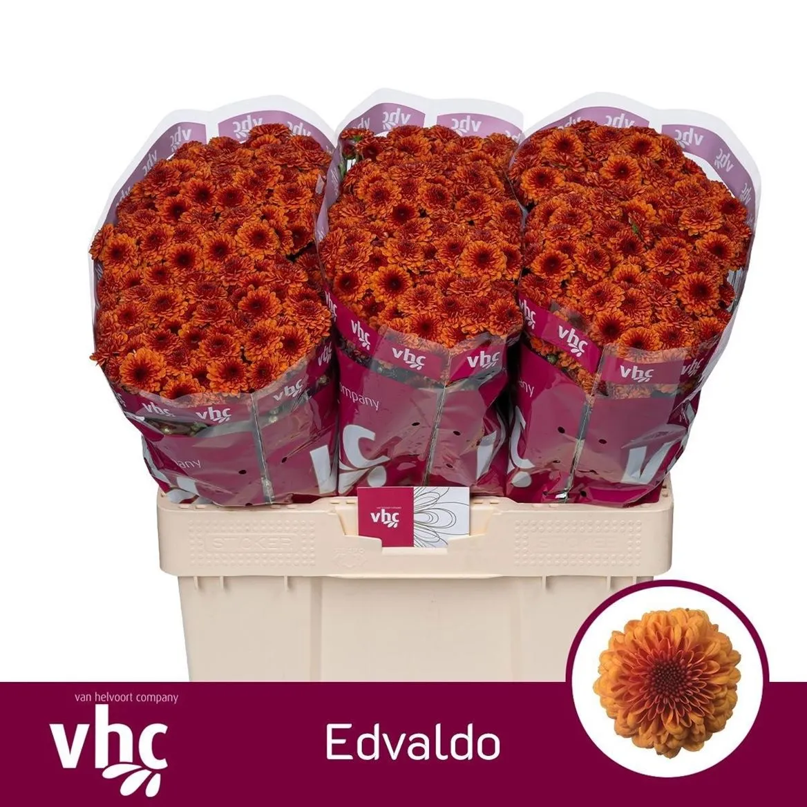Sant Edvaldo • 55 cm