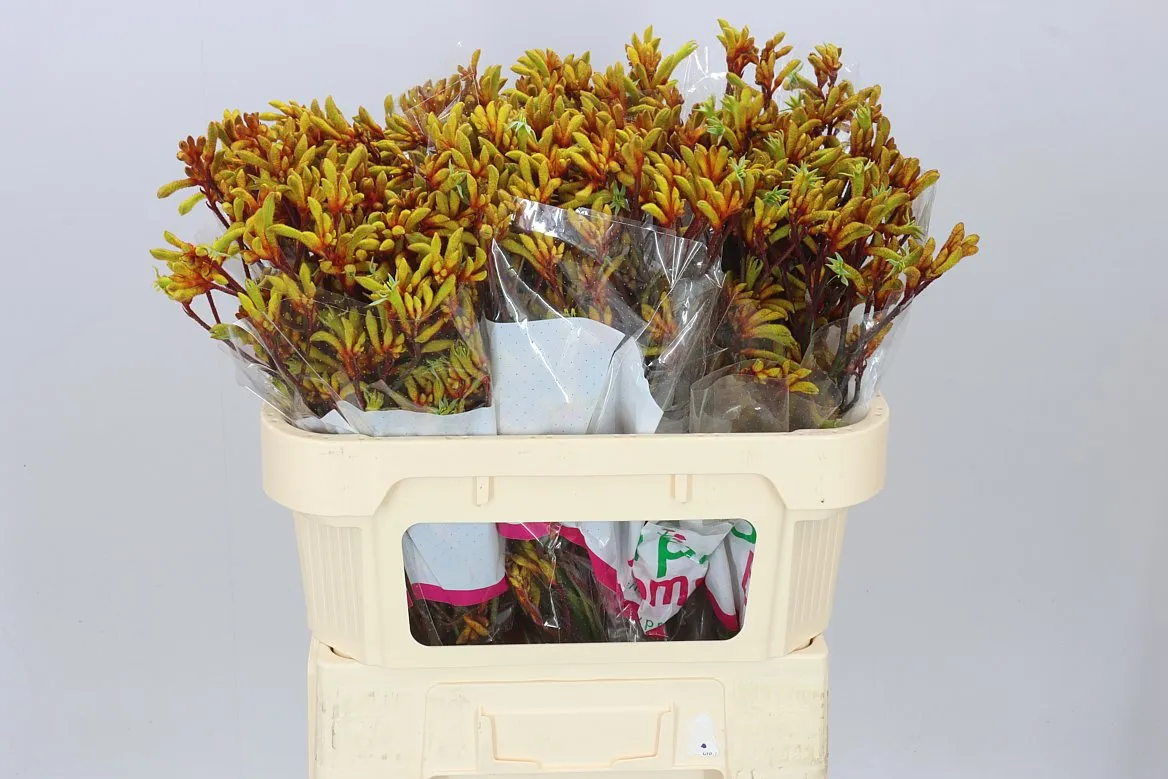 Anigozanthos Gold Fever • 70 cm