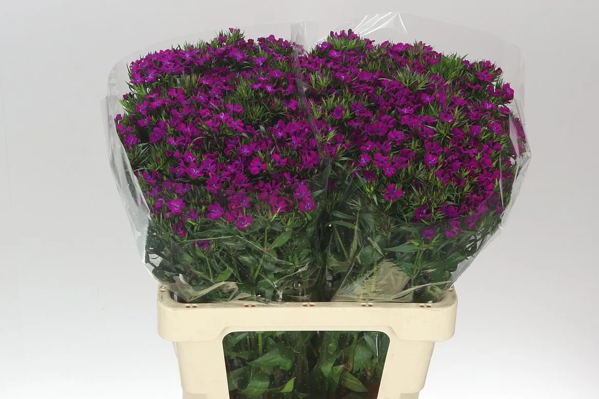 Di Barb Neon Purple • 55 cm