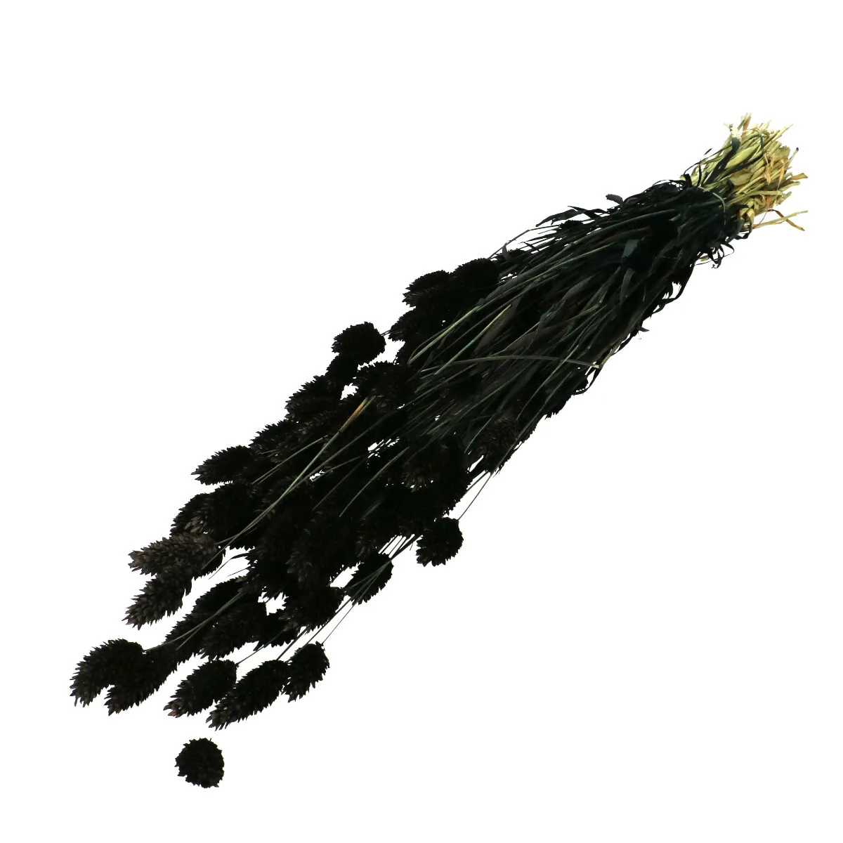 Sušená lesknica čierna 70 cm