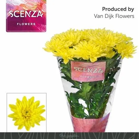 Chr T Baltica Yellow • 70 cm