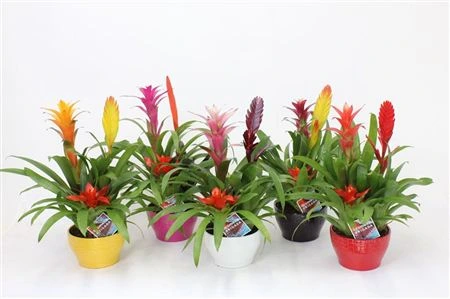 Brómelia mix 3pp v keramike Elle • črepník 17 cm
